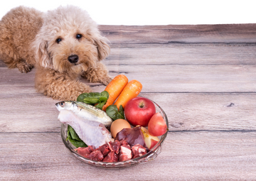 Was ist Barfen beim Hund – und wie fängst du richtig damit an?