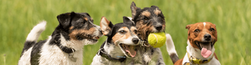 was-hilft-am-besten-gegen-floehe-beim-hund
