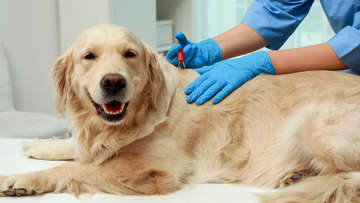 erfolgsgeschichten-aus-der-tierheilpraxis