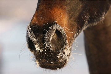 Husten-und-andere-Atemwegsbeschwerden-beim-Pferd-Imun-Horse-Resp