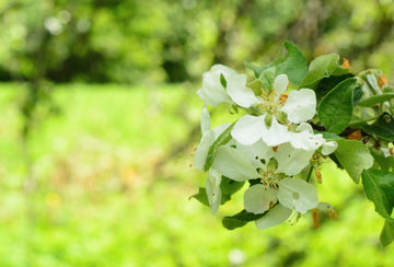 Die Nase läuft, die Augen jucken: juhu der Frühling ist da!