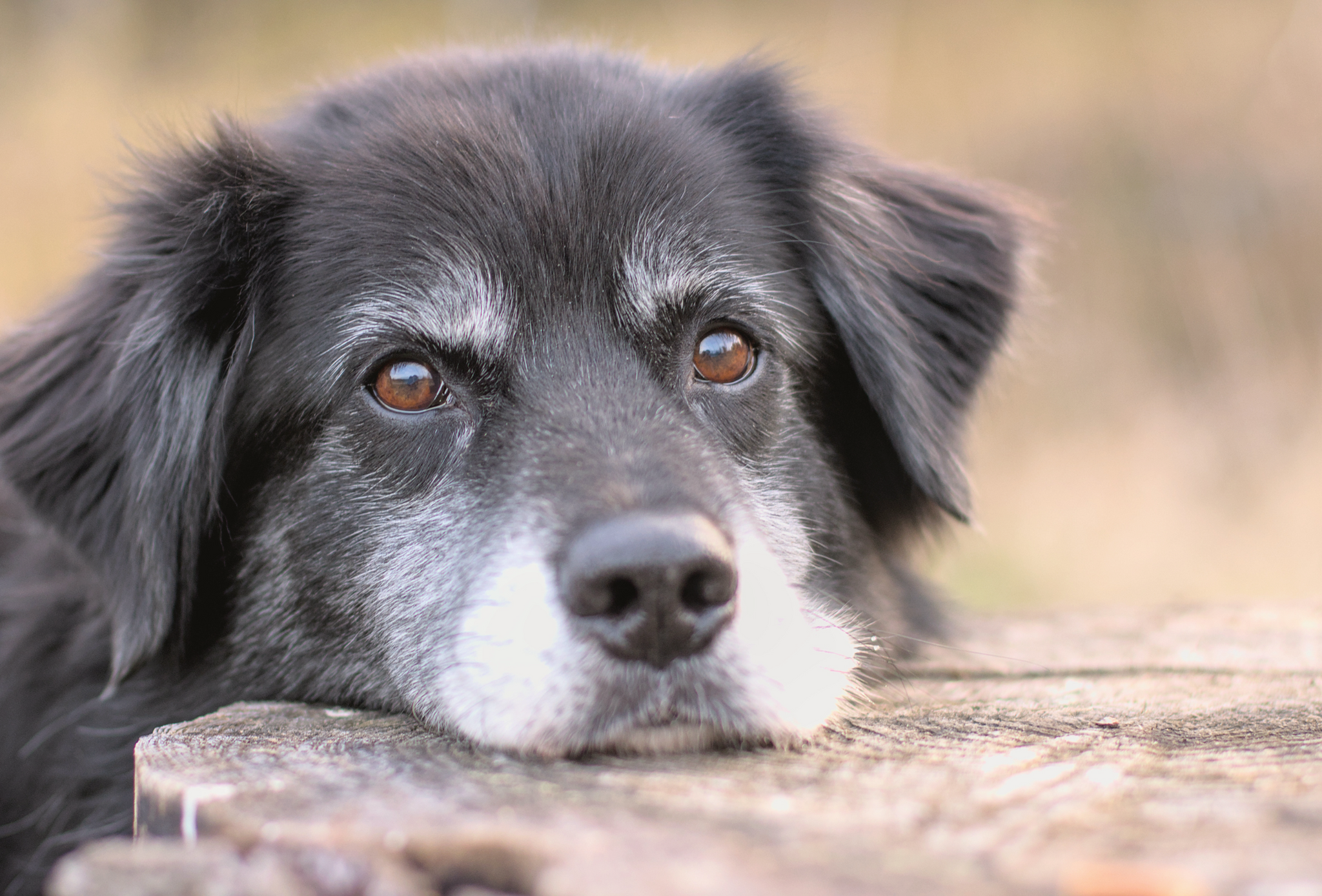 Fit im Alter – wie du deinen Seniorhund natürlich unterstützen kannst
