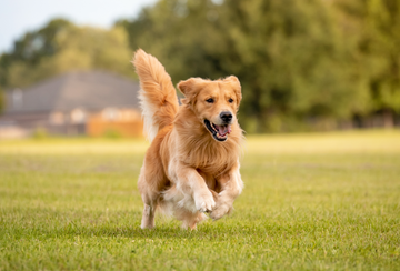 Wie fit sind die Gelenke Deines Hundes? Mach den Selbstcheck