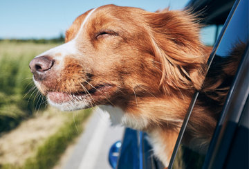 Mit dem Hund in den Urlaub: So wird die Autofahrt zum entspannten Erlebnis!