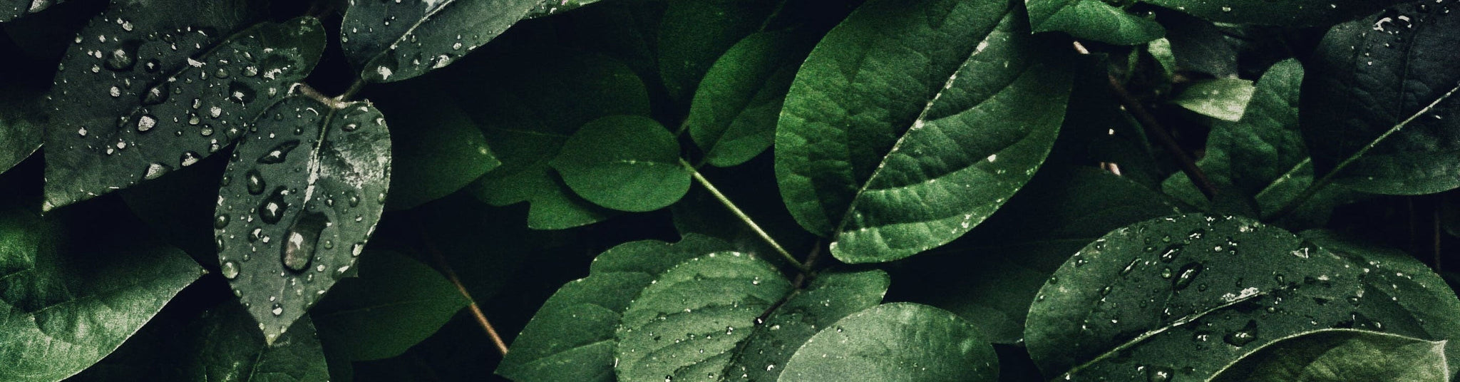 co2-neutral-gemeinsam-sind-wir-klimaschutz