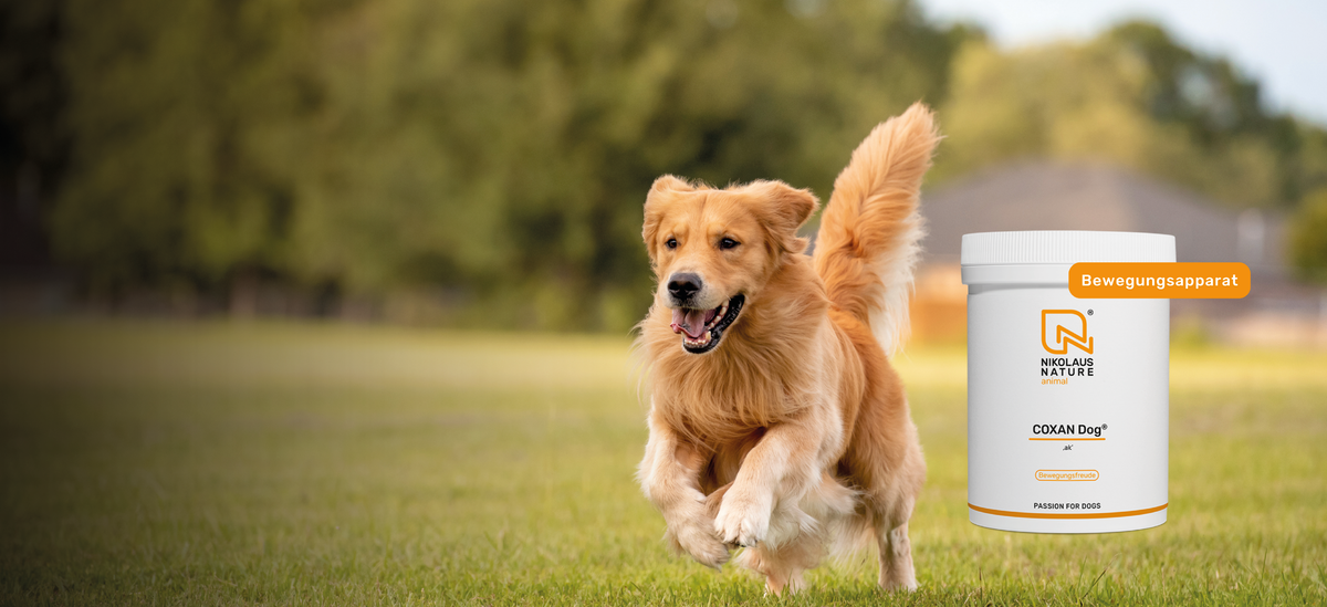 Nährstoffe zur Unterstützung des Bewegungsapparats von Hunden